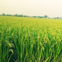 विना खनजोत खेती गर्न सक्ने प्रविधि का बारेमा बर्दिया मा भव्य प्रदर्शनी
